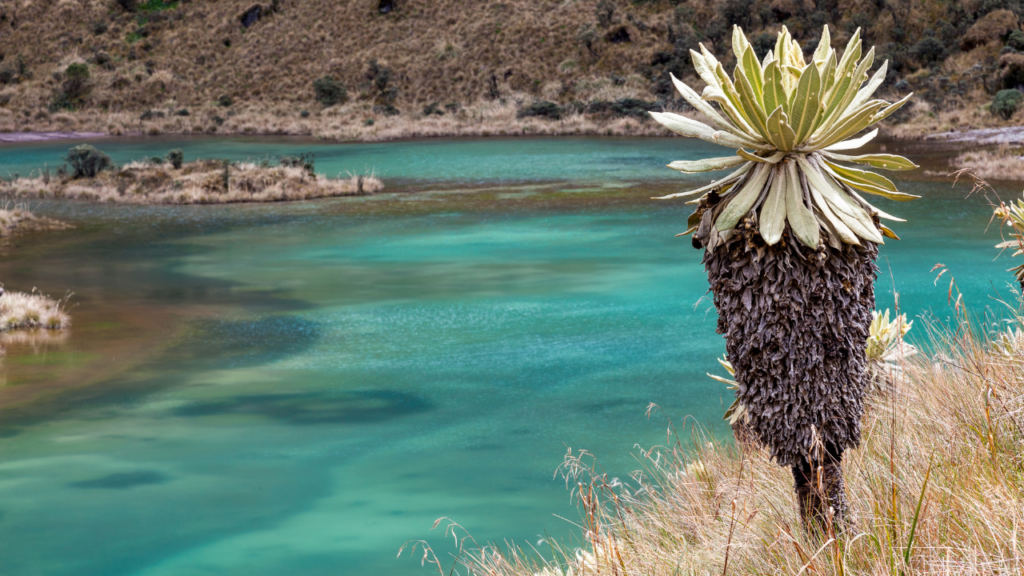 Andes in South America